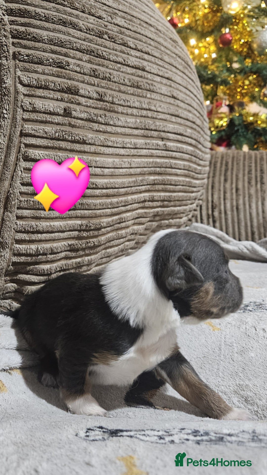 Mixed Breed dogs for sale: 🐾Border Collie x Blue Heeler/Ridgeback Pups🐾 - Advert 8