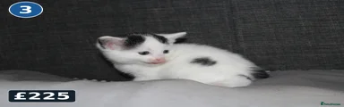 Kitten 3