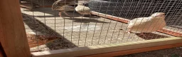 Quail poultry for sale:  COTURNIX QUAIL(2 GROUPS ALSO AVAILABLE) - Advert 3