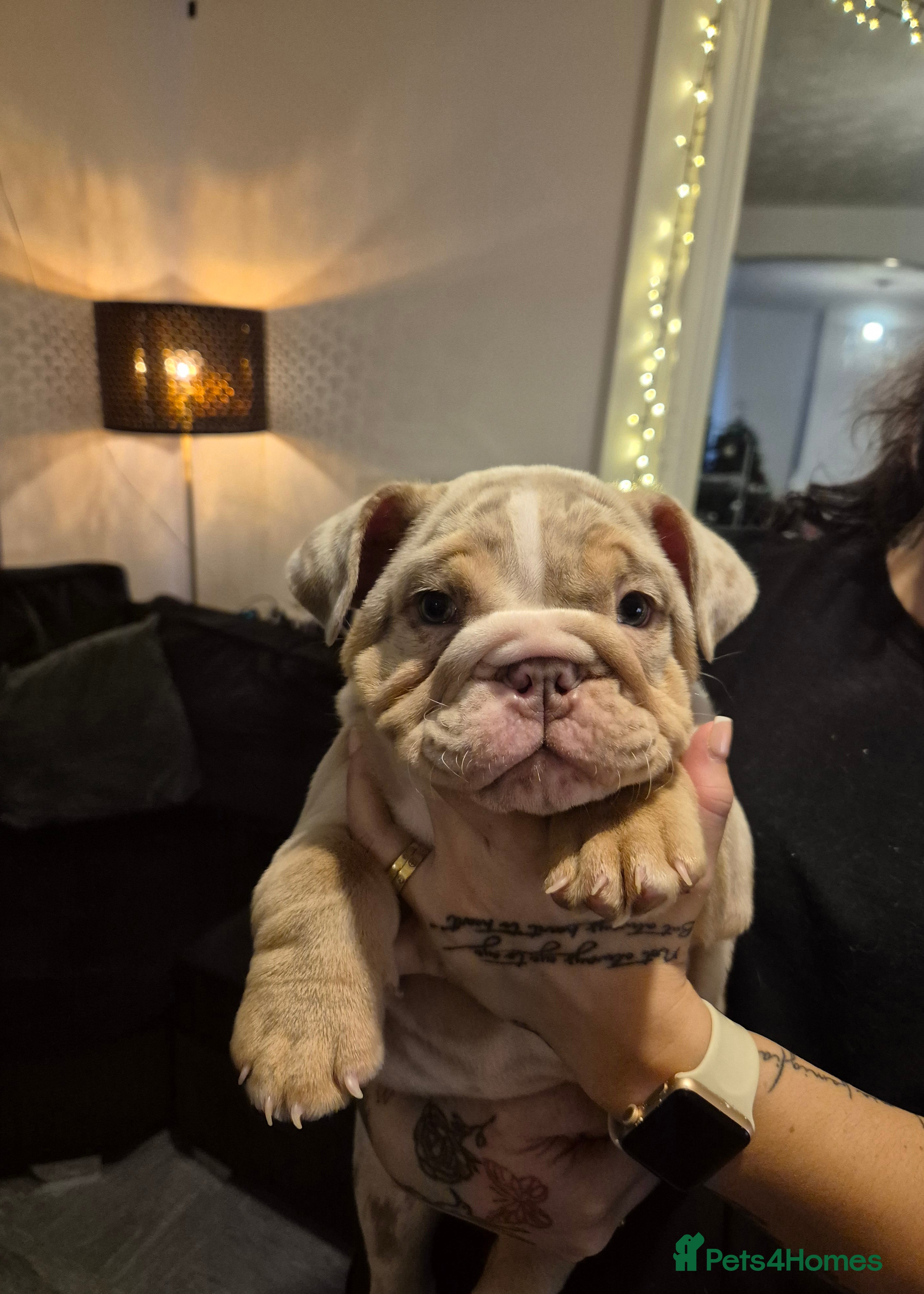 English Bulldog dogs Beautiful female english bulldog - Advert 10