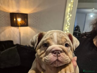 English Bulldog dogs Beautiful female english bulldog - Advert 1