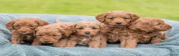 Australian Labradoodle dogs for sale: Australian Labradoodle puppies - Advert 12