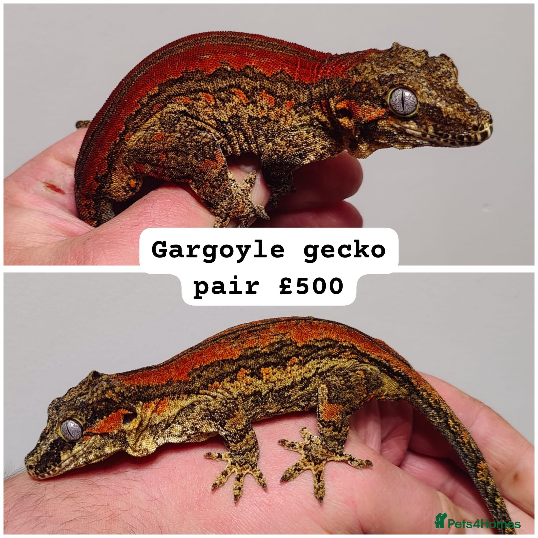 Gecko reptiles Gargoyle gecko pair and pine island chahoua pair - Advert 1