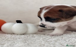 Jack Russell dogs for sale: Smooth coated tan and white jack russels  - Image 2