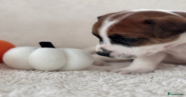 Jack Russell dogs Smooth coated tan and white jack russels  - Advert 3