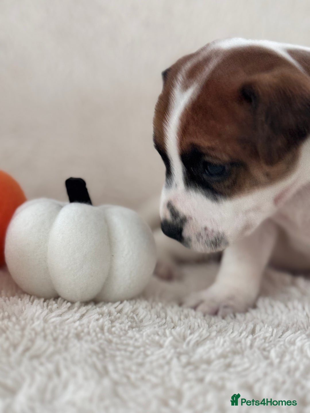 Jack Russell dogs for sale: Smooth coated tan and white jack russels  - Image 2