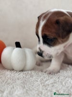 Jack Russell dogs Smooth coated tan and white jack russels - Advert 4