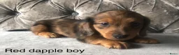 Miniature Dachshund dogs for sale: Miniature long haired dachshund puppies - Advert 3