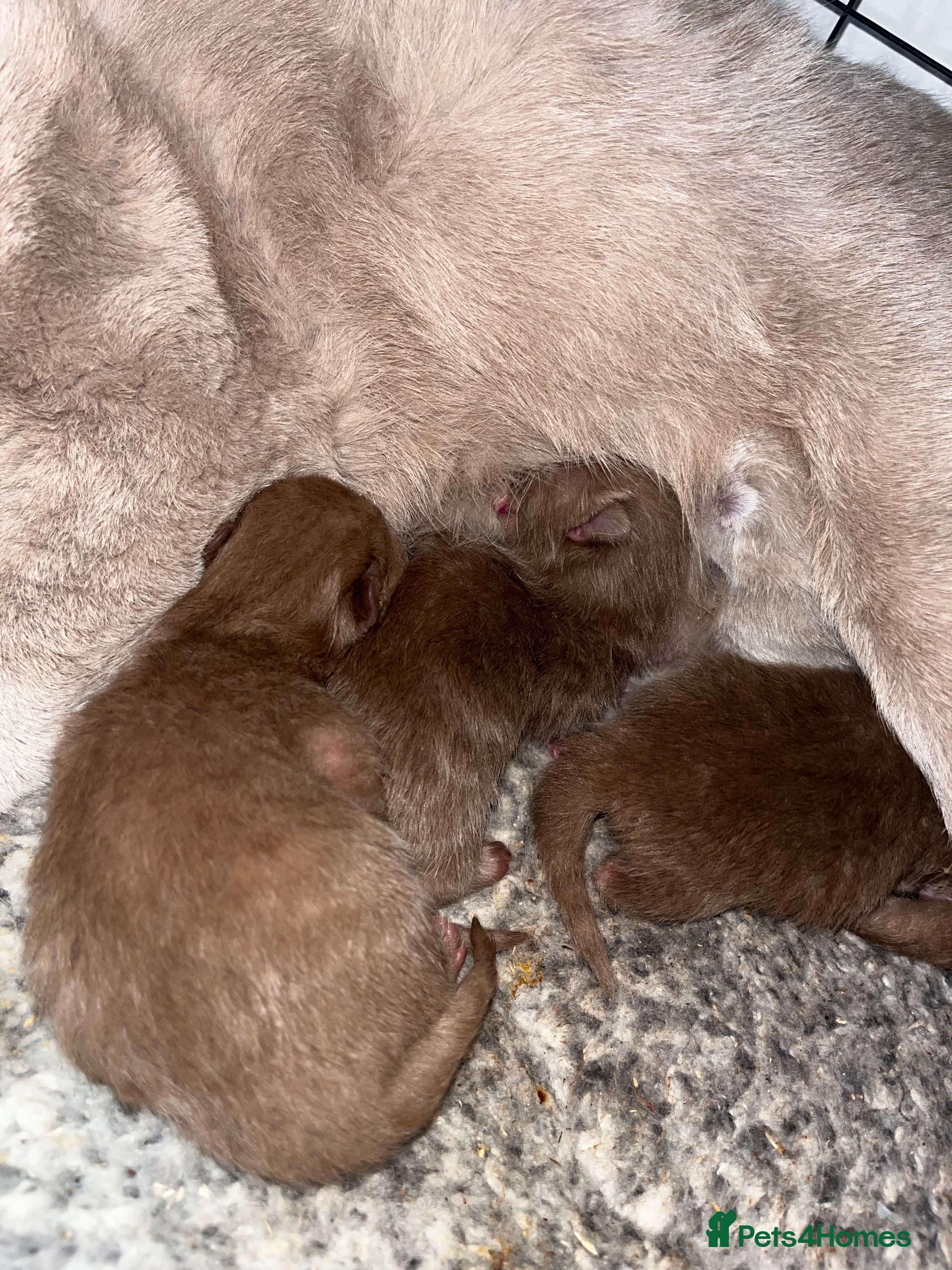 British Shorthair cats 🏆 Cinnamon kittens due waiting list 🐱 - Advert 2