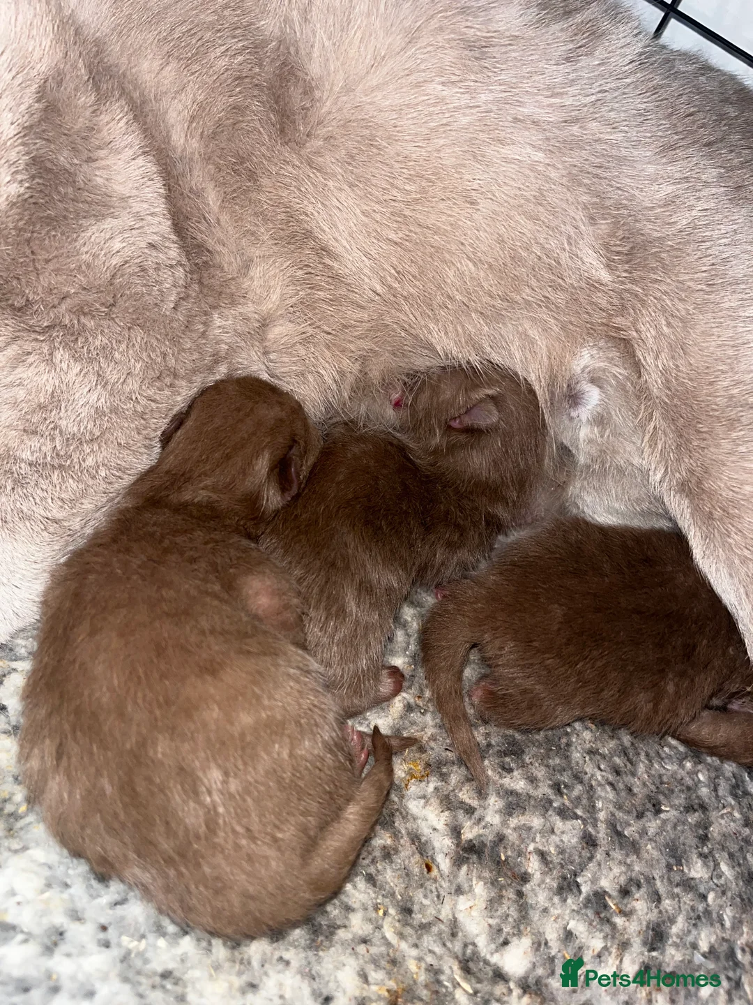 British Shorthair cats for sale: 🏆 Cinnamon kittens due waiting list 🐱 - Advert 1