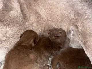 British Shorthair cats 🏆 Cinnamon kittens due waiting list 🐱 - Advert 2