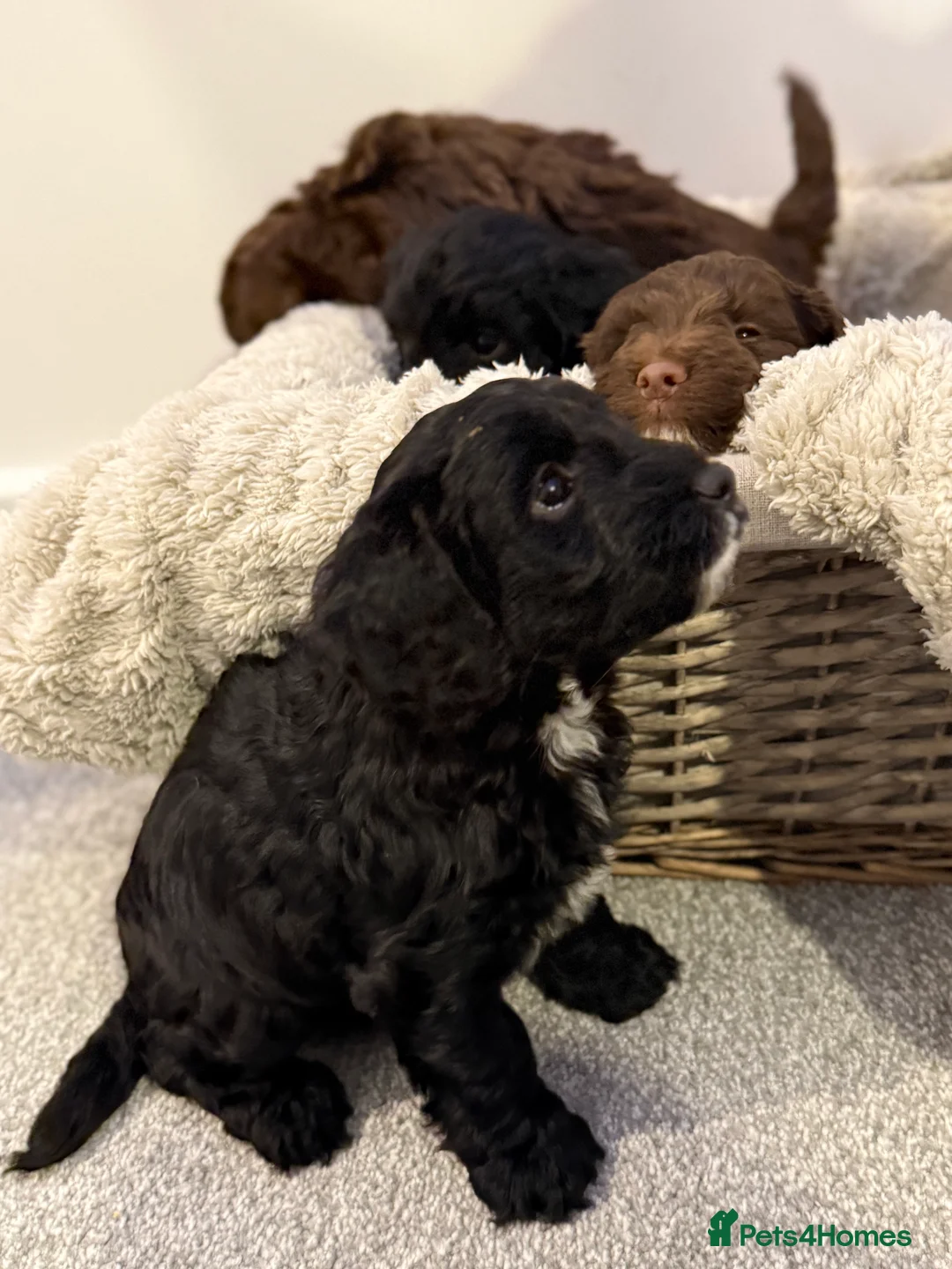 Mixed Breed dogs for sale: Stunning Litter of Sproodles 🤎🖤 - Advert 7