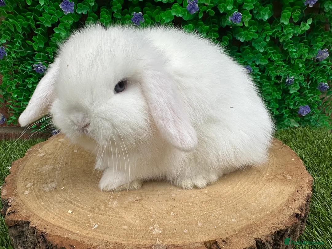 Mini Lop rabbits for sale: Stunning purebred mini lops - Advert 19