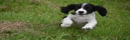 Cocker Spaniel dogs for sale: Mixed colour litter of working cockers  - Advert 2