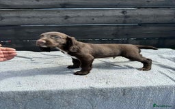 Cocker Spaniel dogs for sale: KC Cocker Spaniel pups  - Image 4