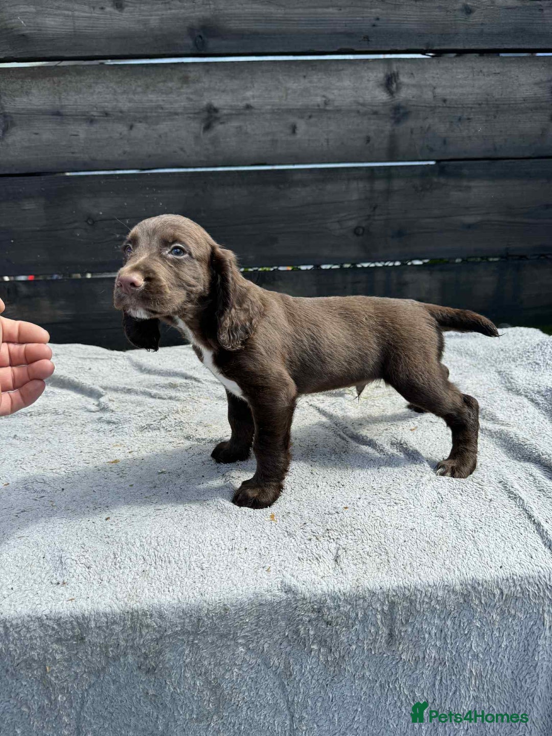 Cocker Spaniel dogs for sale: KC Cocker Spaniel pups  - Image 4