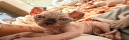 Sphynx cats for sale: Ready now Sphynx kittens - Advert 21