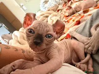 Sphynx cats Ready now Sphynx kittens - Advert 1