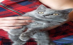 British Shorthair cats for sale: ** Joyful British Shorthair Kittens ** - Image 6