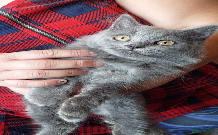 British Shorthair cats - Advert 6