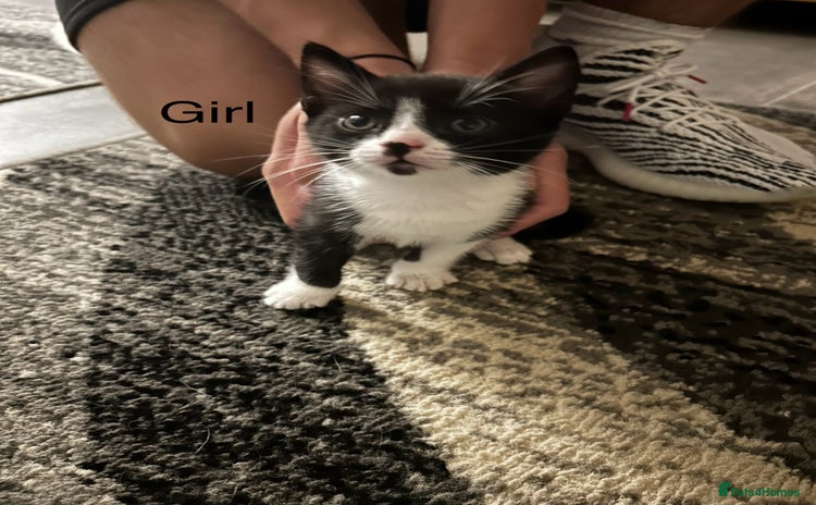 Mixed Breed cats - Advert 6