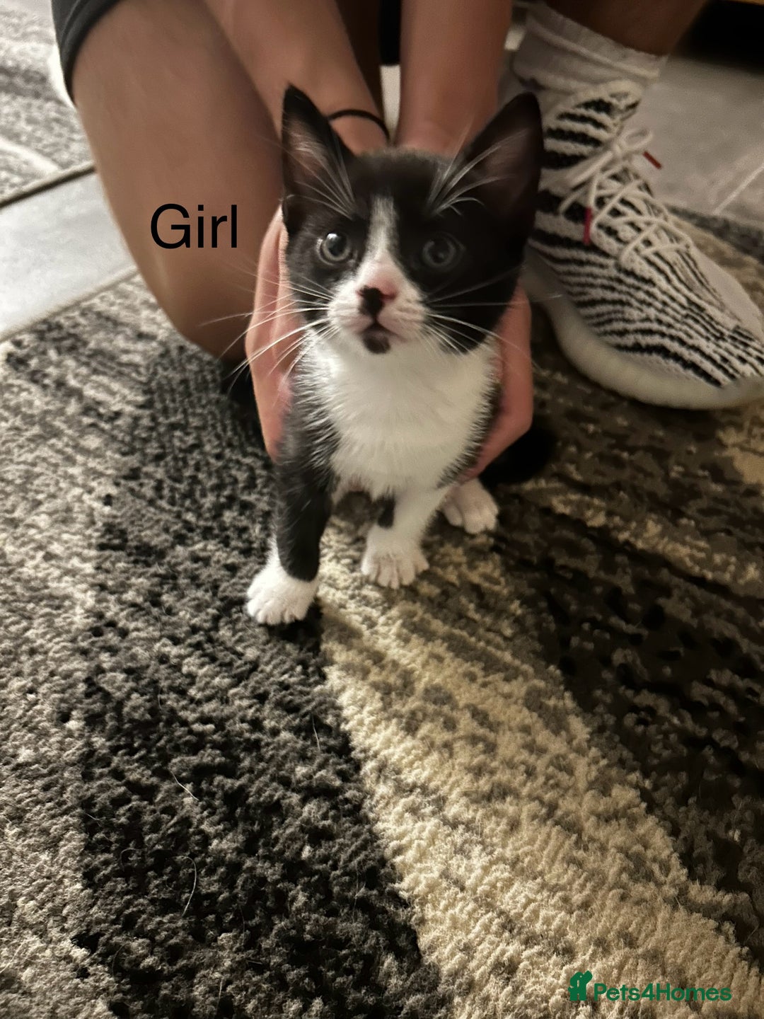 Mixed Breed cats for sale: Beautiful kittens - Image 1