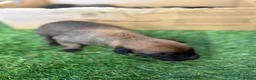 Belgian Shepherd Dog dogs for sale: DARK KC REG BELGIAN MALINOIS PUPPIES - Advert 25