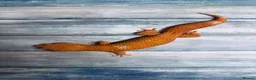 Leopard Gecko reptiles for sale: Last few proven breeders and some juniviles cb26 - Advert 2
