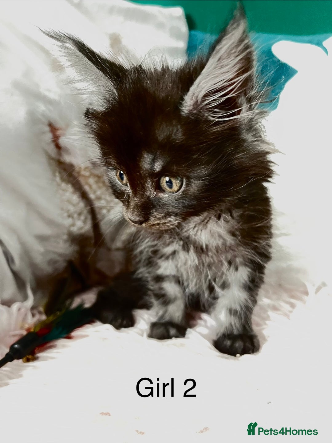 Maine Coon cats for sale: XXL Maine Coon kittens 🔥rare Black Smoke  - Image 5