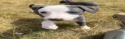 Whippet dogs for sale: Beautiful whippet puppies - Advert 5