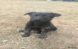 Mixed Breed dogs for sale: 15 week old german shepherd dutch herder cross - Image 5