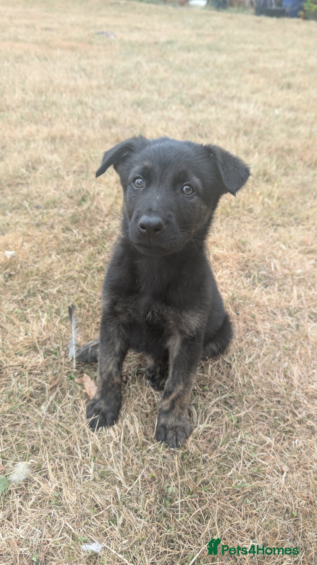 Mixed Breed dogs for sale: 15 week old german shepherd dutch herder cross - Image 5