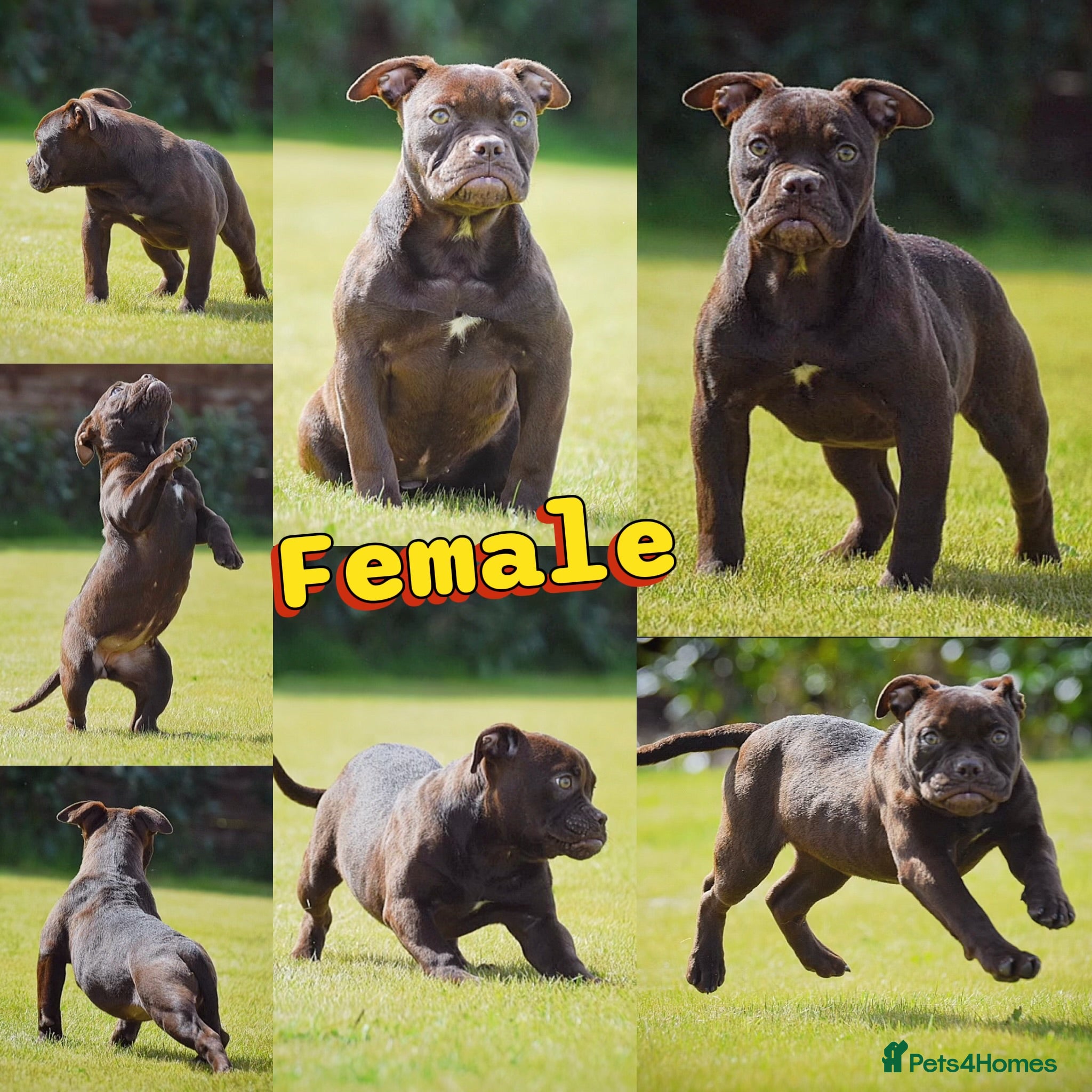 Olde English Bulldogge dogs 23 years experience 5⭐️Rated licensed  - Advert 2