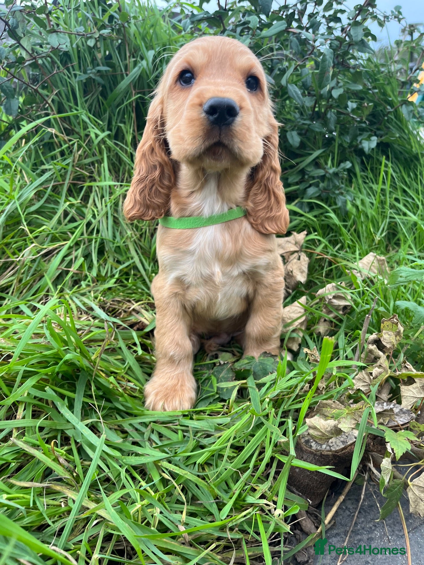 Cocker Spaniel dogs Stunning show type cocker spaniel puppies  - Advert 2
