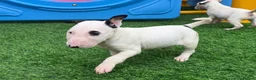 English Bull Terrier dogs for sale: Stunning English bull terrier puppies for sale  - Advert 16