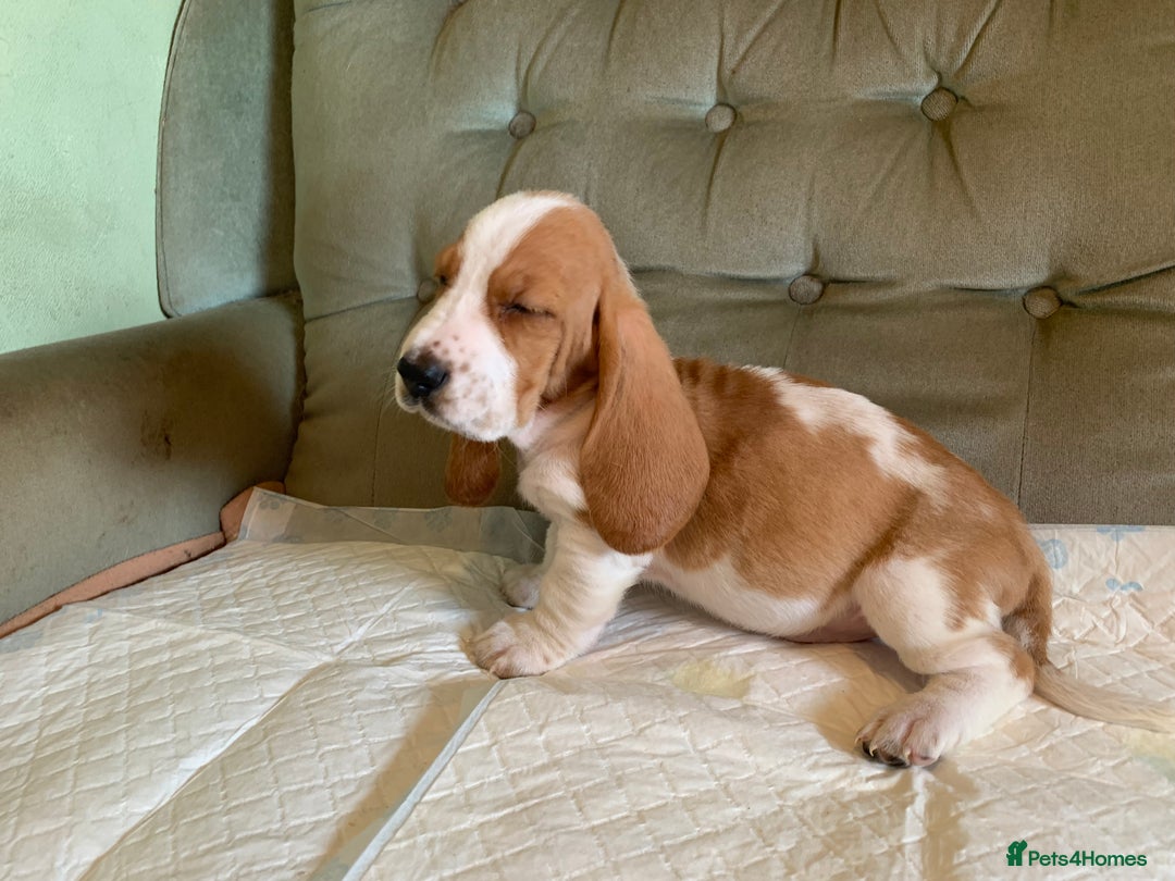 Basset Hound dogs for sale: Basset Hound Puppies - Image 13