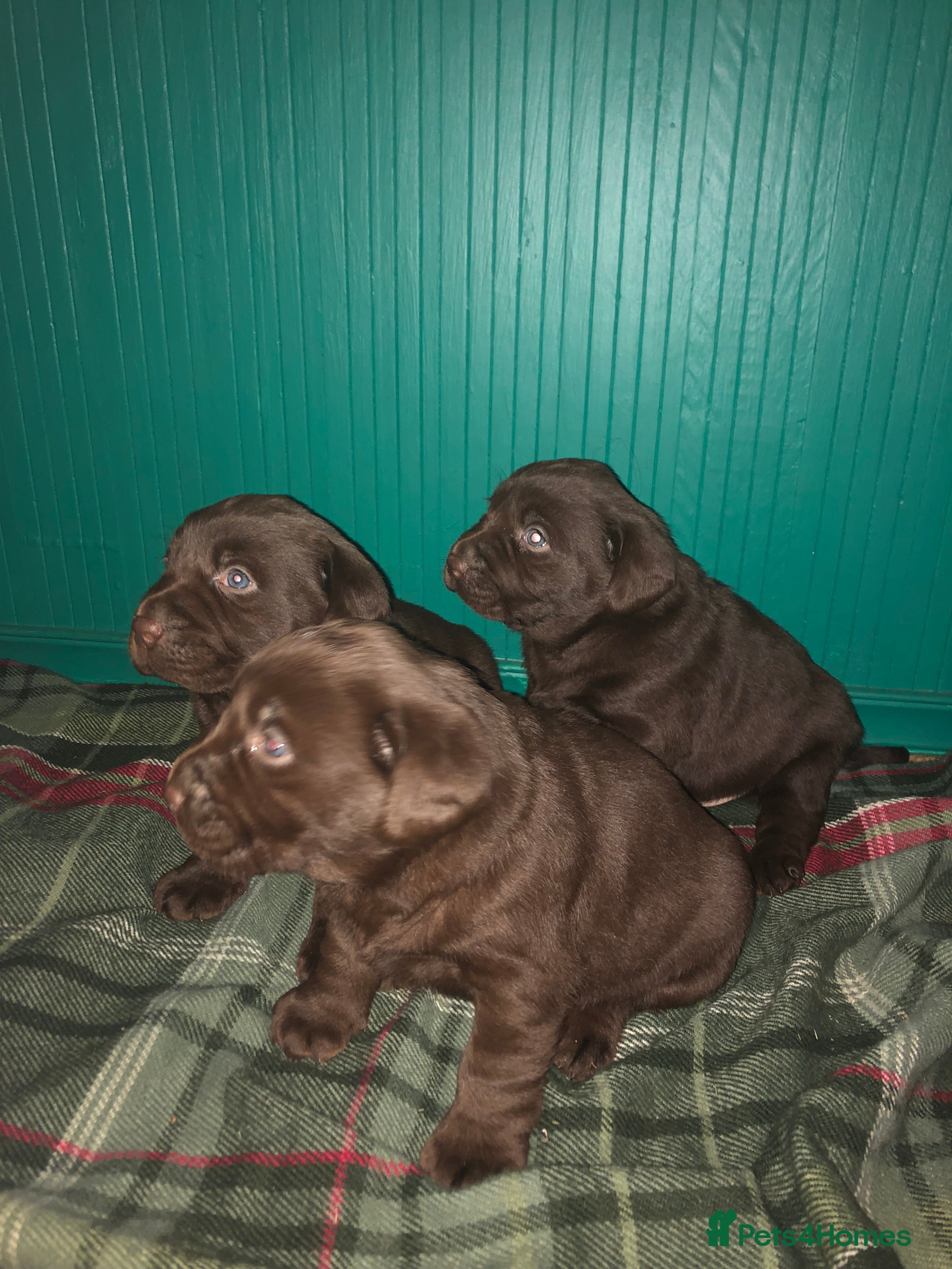 Labrador Retriever dogs Stunning chunky chocolate Labrador puppies  - Advert 7