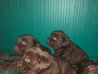 Labrador Retriever dogs Stunning chunky chocolate Labrador puppies - Advert 15