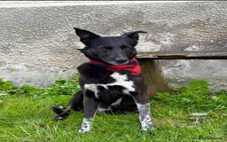 Mixed Breed dogs for adoption: ❤️Carmen — 3,5-4 years old small-to-medium girl❤️ - Advert 12