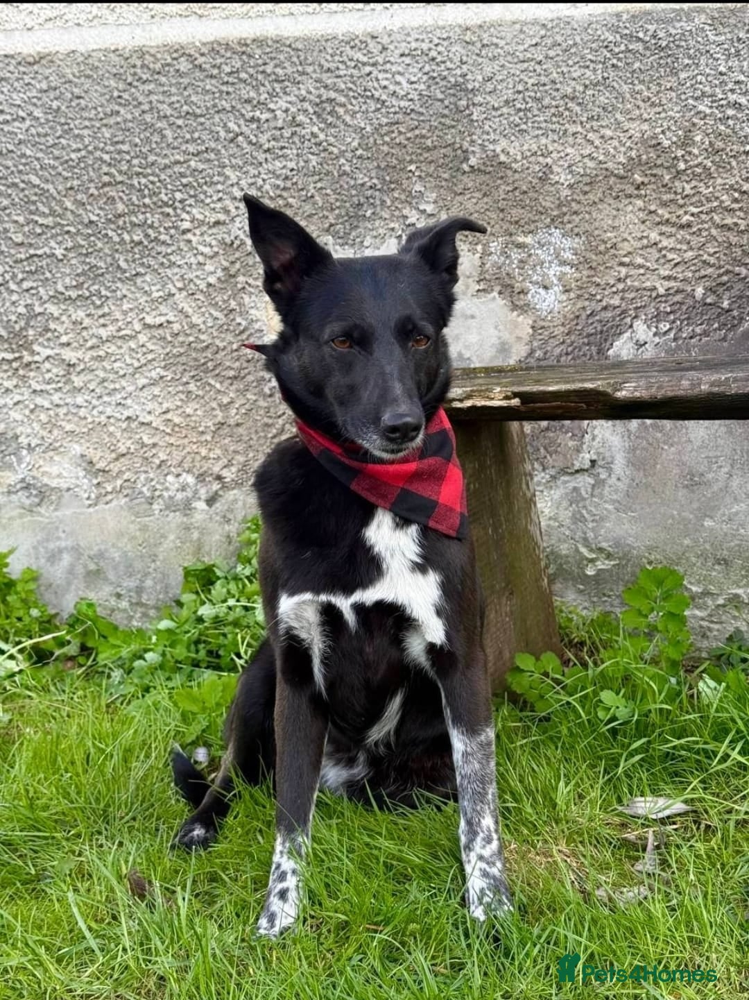 Mixed Breed dogs for adoption: ❤️Carmen — 3,5-4 years old small-to-medium girl❤️ - Advert 12