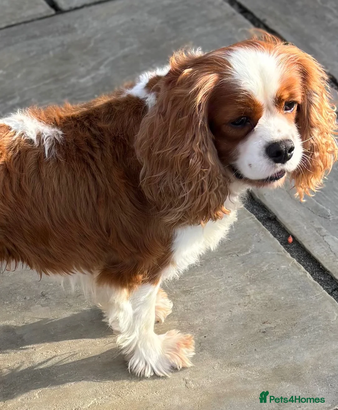Cavalier King Charles Spaniel dogs for stud: KC Reg Heart/Eye/Health tested for Stud - Advert 2