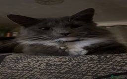 British Longhair cats for sale: X2 7 month old male kittens - Advert 15