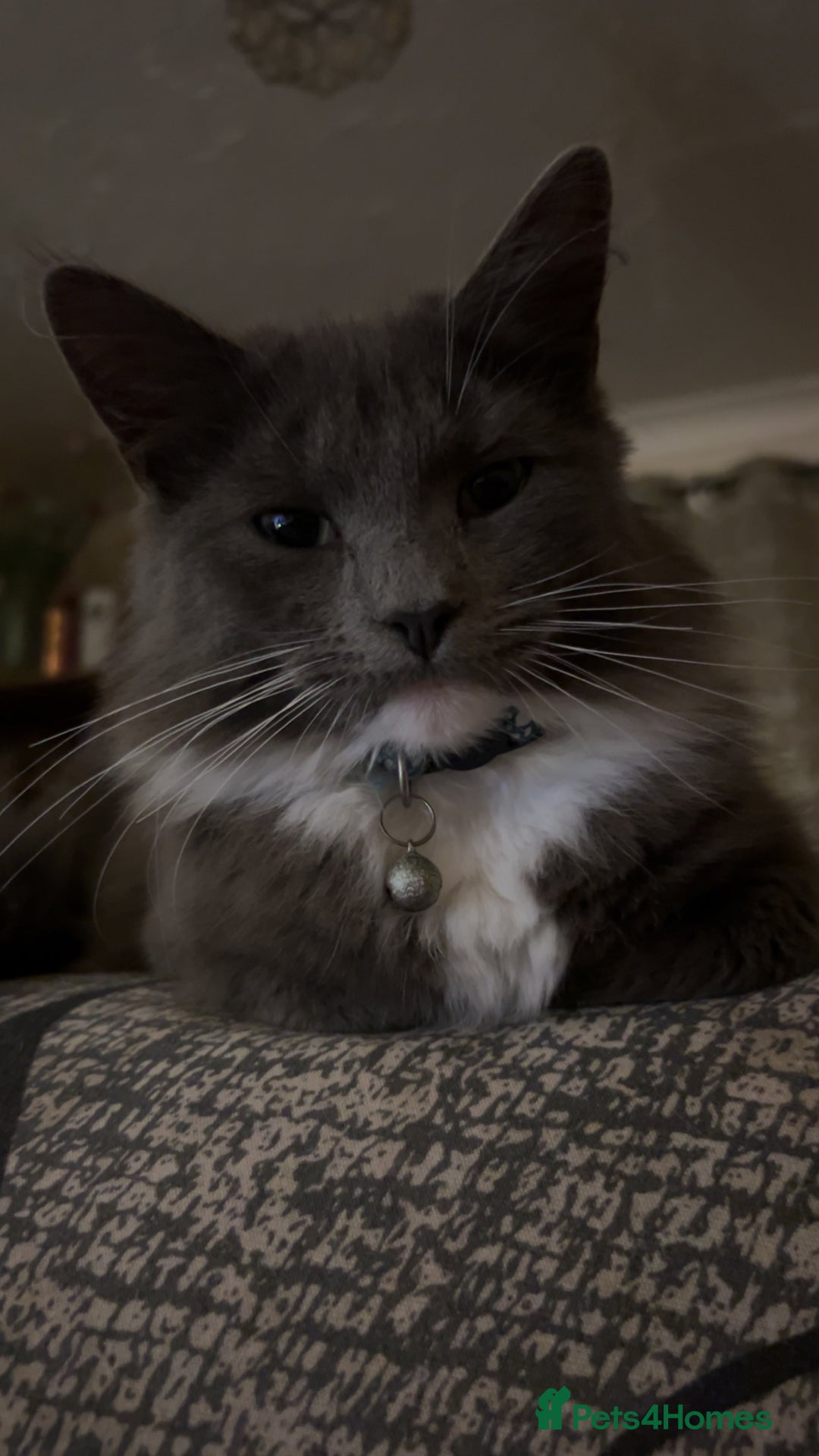 British Longhair cats for sale: X2 7 month old male kittens - Advert 15