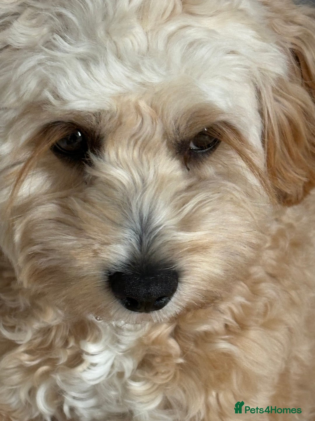Cavapoo dogs for sale: 8 month old Cavapoo F1 - Image 1