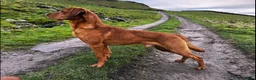 Labrador Retriever dogs for sale: Beautiful KC registered fox red lab puppies  in Burnley - Advert 2