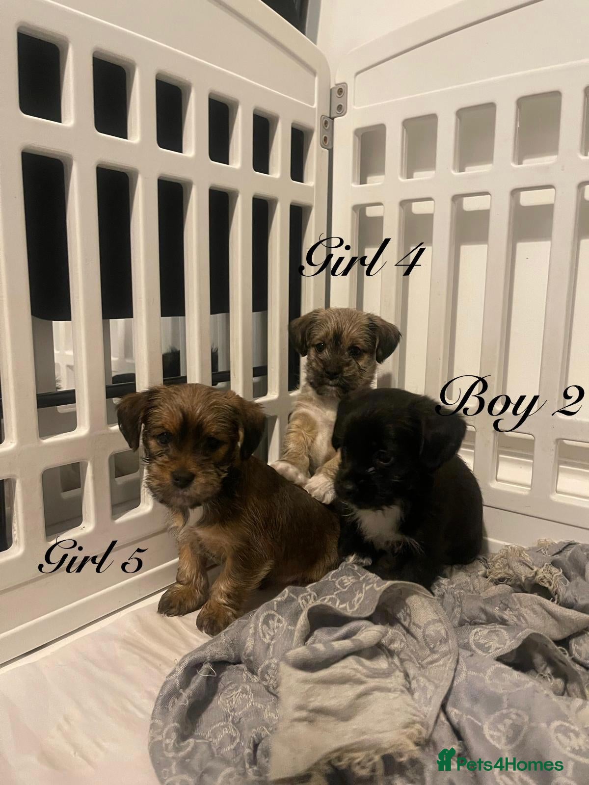 Shorkie dogs shih Tzu X Yorkshire terrier puppies ready  - Advert 2
