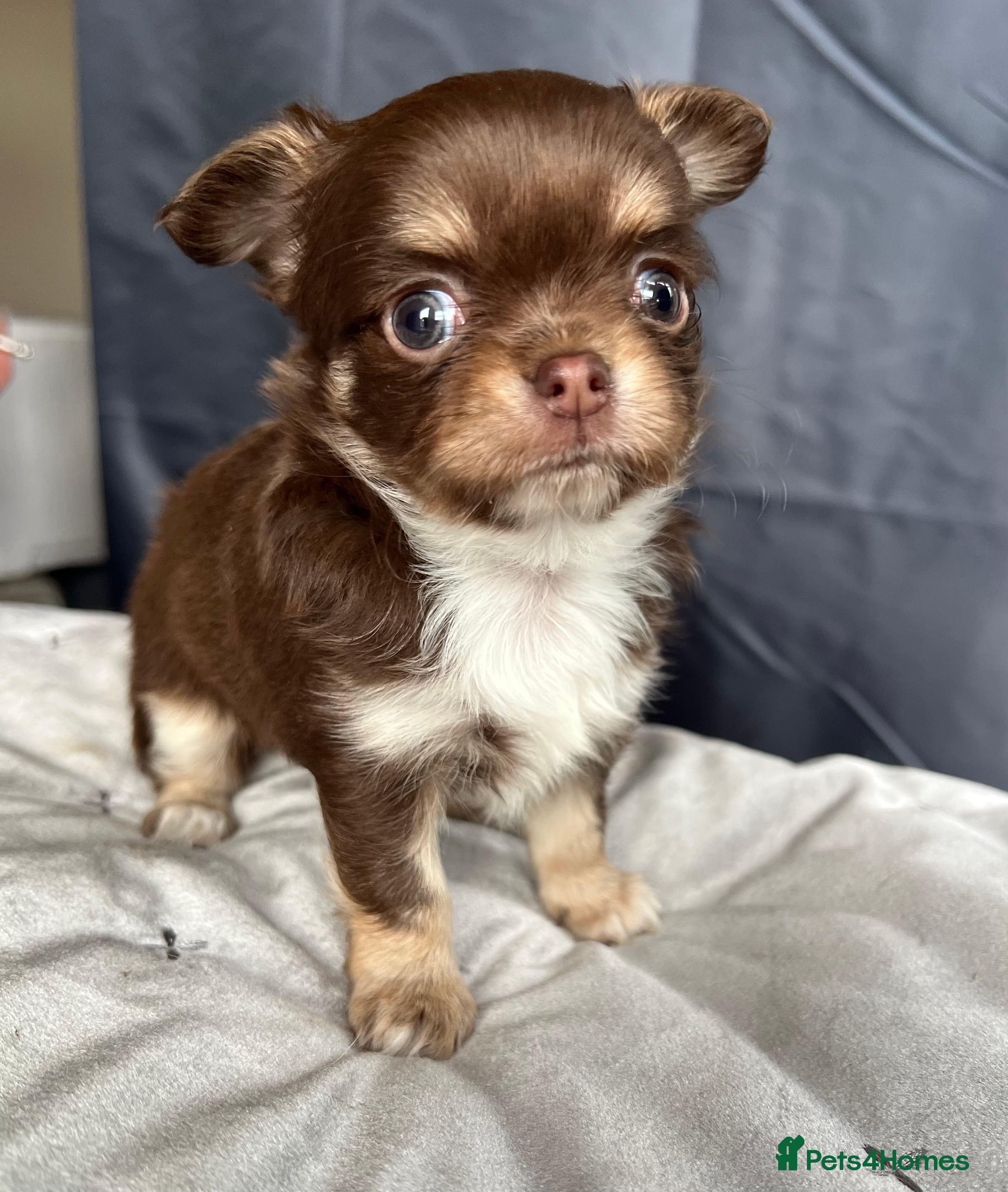Chihuahua dogs Stunning top quality long haired Chihuahuas - Advert 2