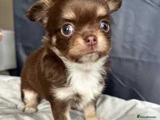 Chihuahua dogs Stunning top quality long haired Chihuahuas - Advert 2