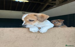 Jack Russell dogs for sale: Jack Russell pups for sale - Image 13