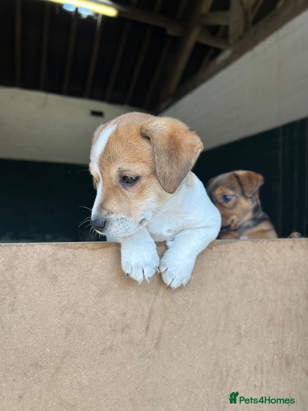Jack Russell dogs for sale: Jack Russell pups for sale - Image 13